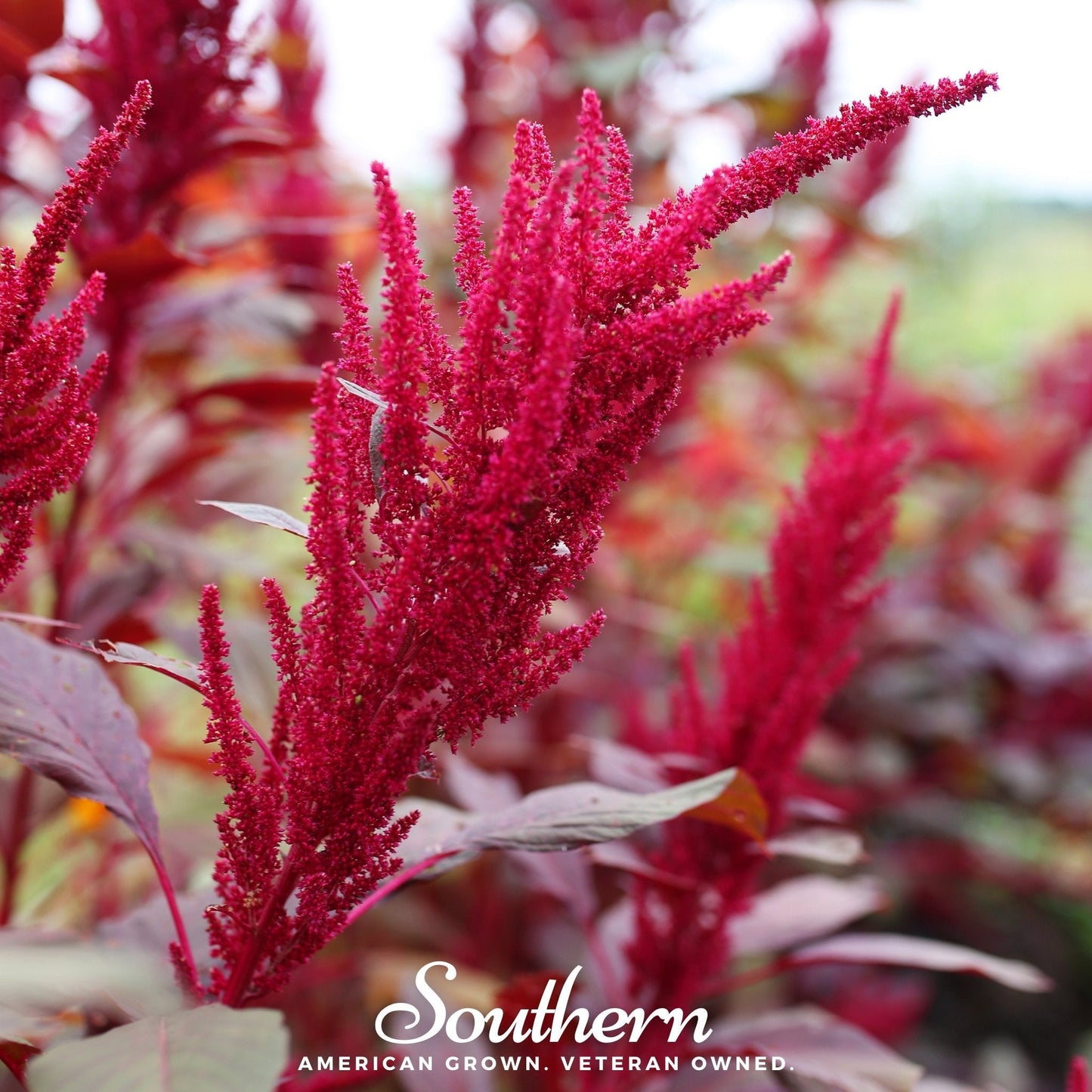 Red Garnet Amaranth – 250 Seeds