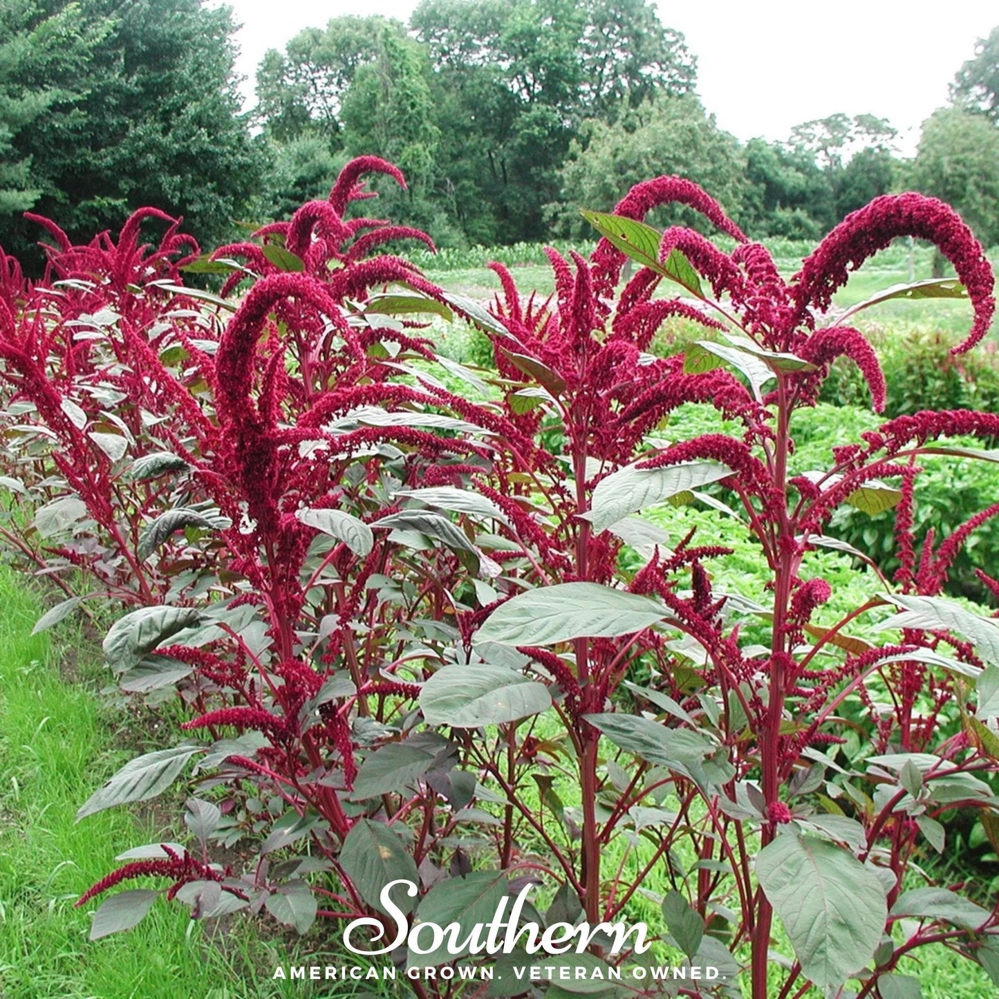 Red Garnet Amaranth – 250 Seeds