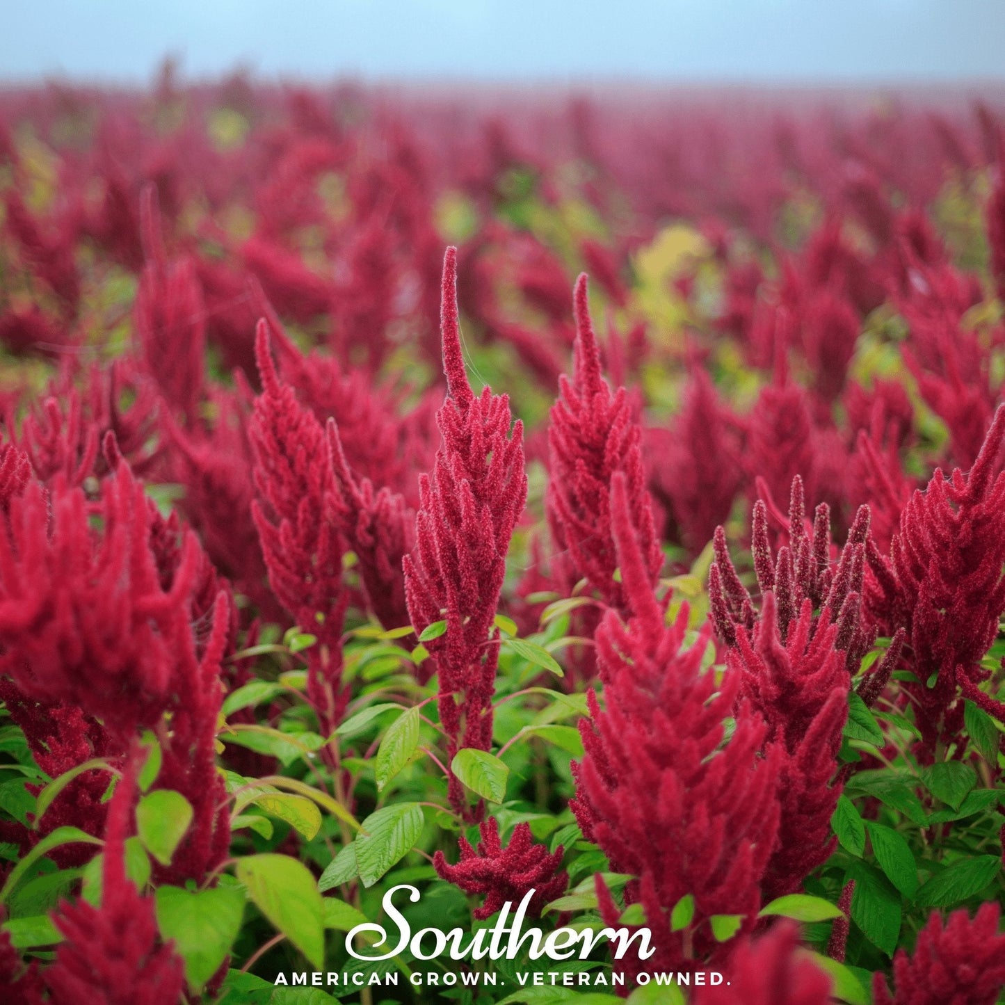 Red Garnet Amaranth – 250 Seeds