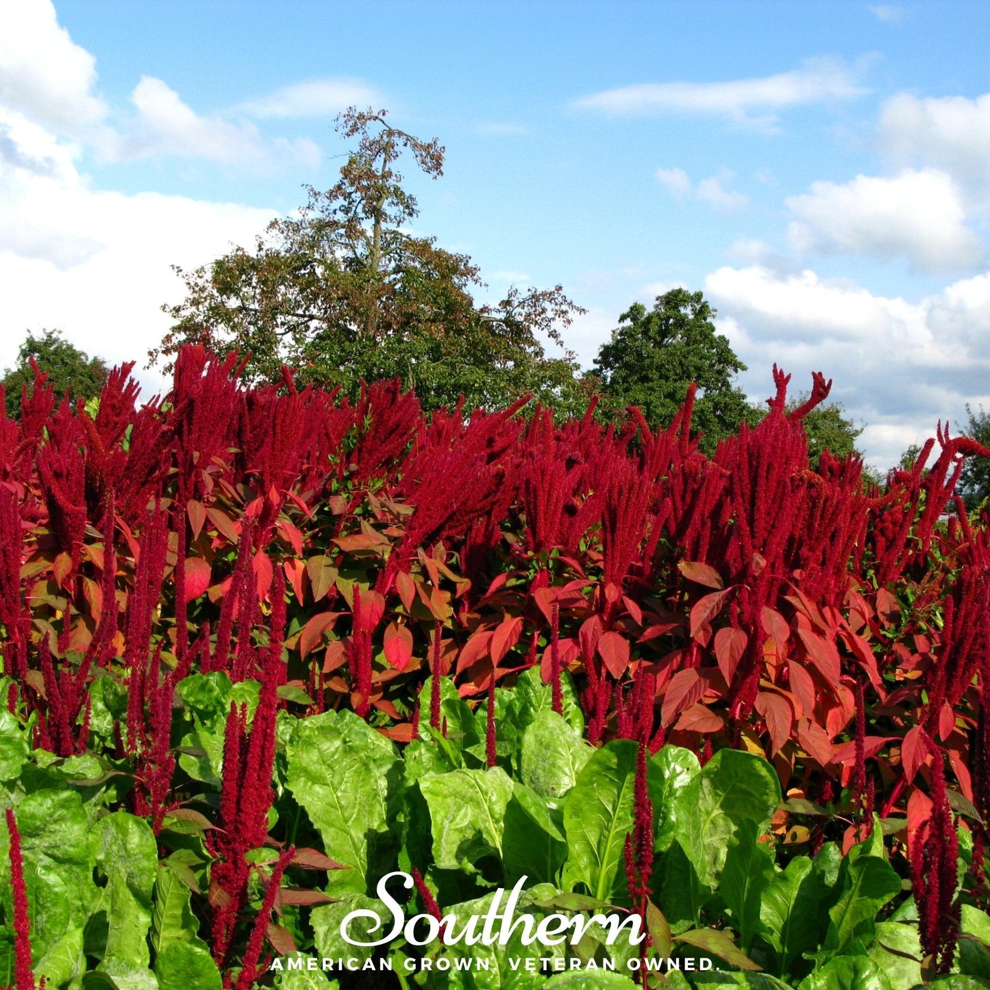 Red Garnet Amaranth – 250 Seeds