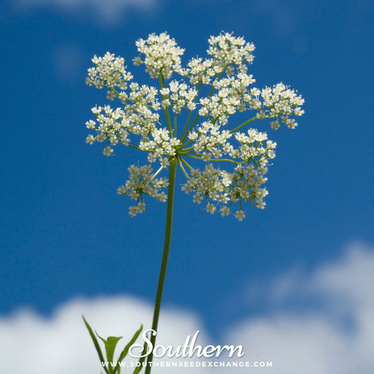 Anise – 100 Seeds