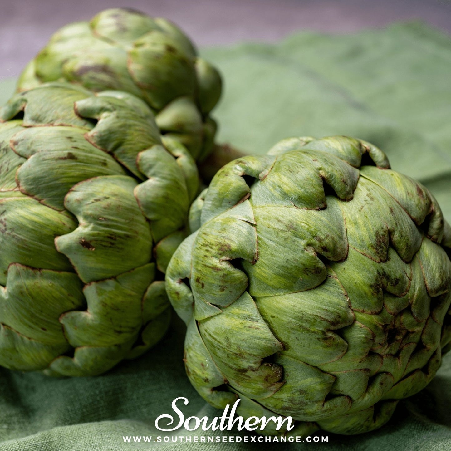 Green Globe Artichoke – 25 Seeds