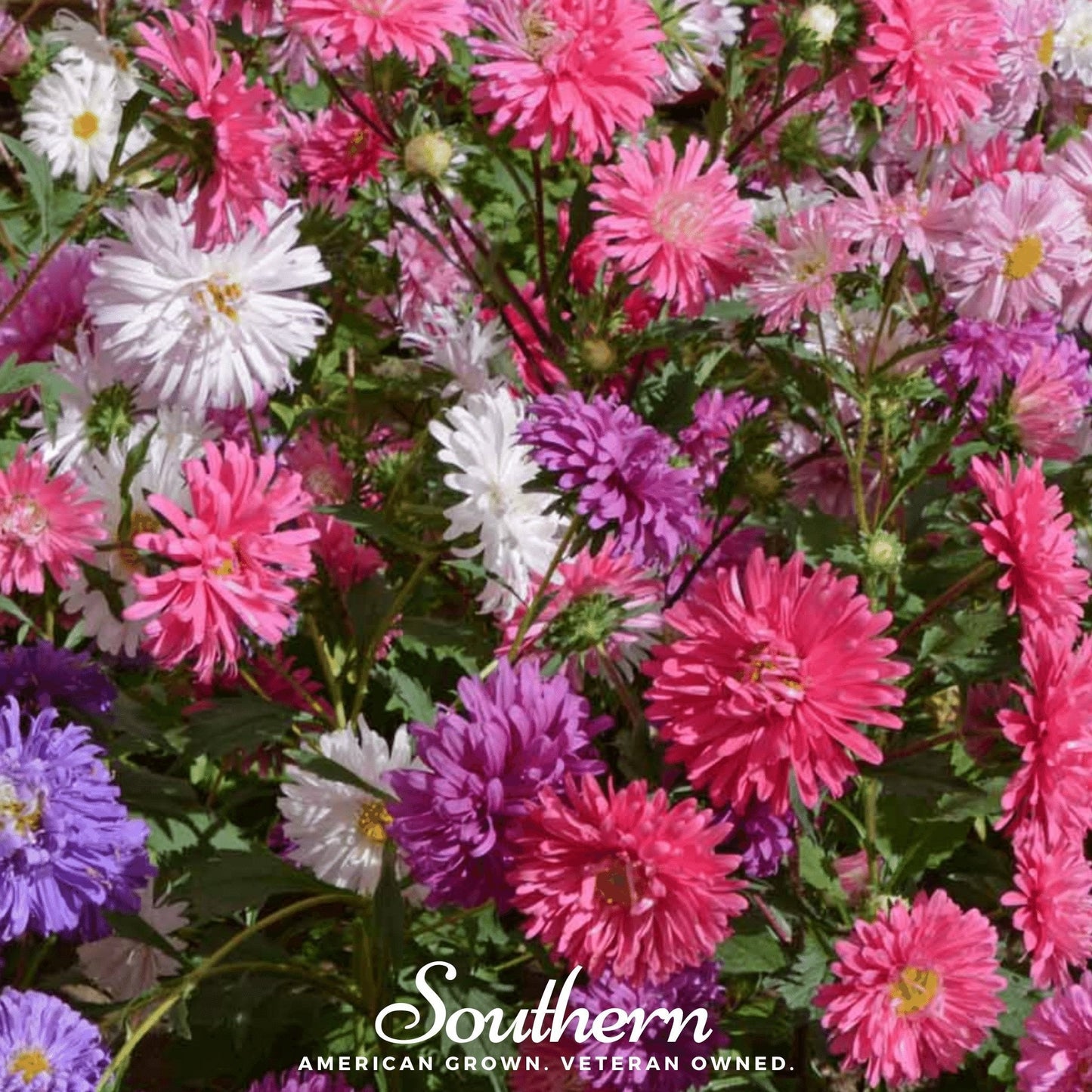 Crego Giant Aster Mix – 50 Seeds