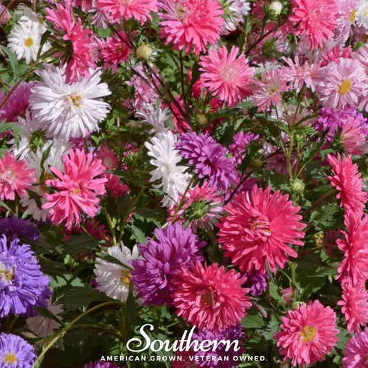 Crego Giant Aster Mix – 50 Seeds