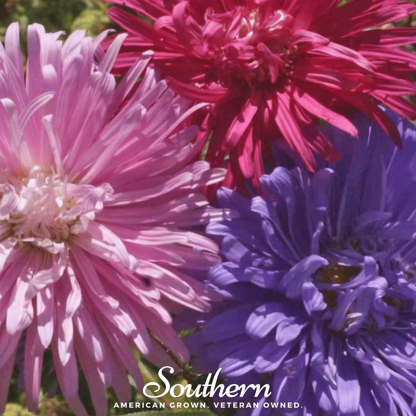 Crego Giant Aster Mix – 50 Seeds