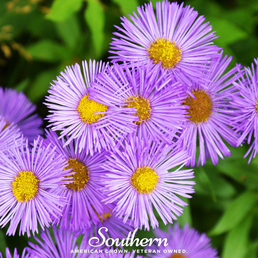 New England Aster – 200 Seeds