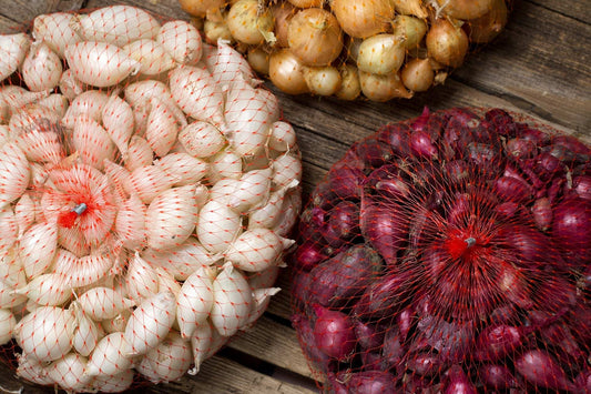Mixed Red White & Yellow Onion Sets 1 Lb. Non-GMO