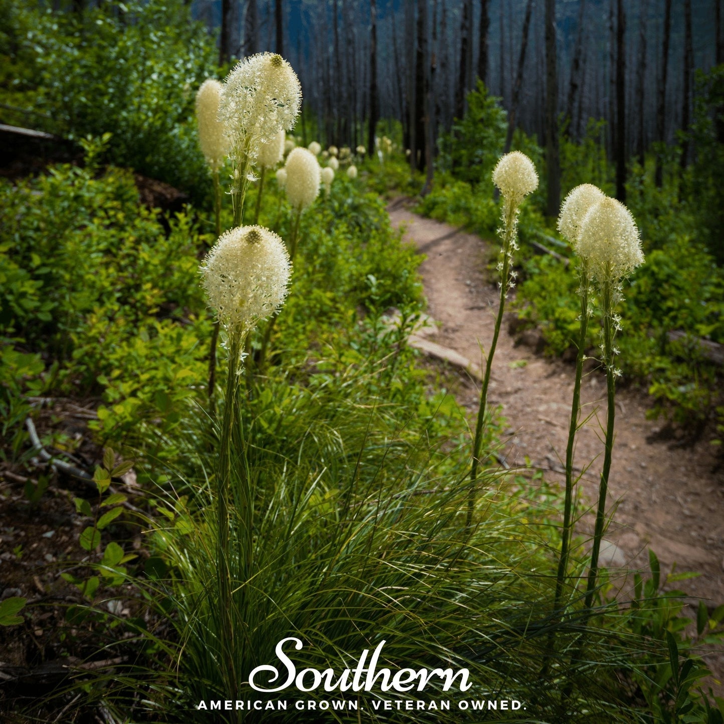 Bear Grass – 50 Seeds