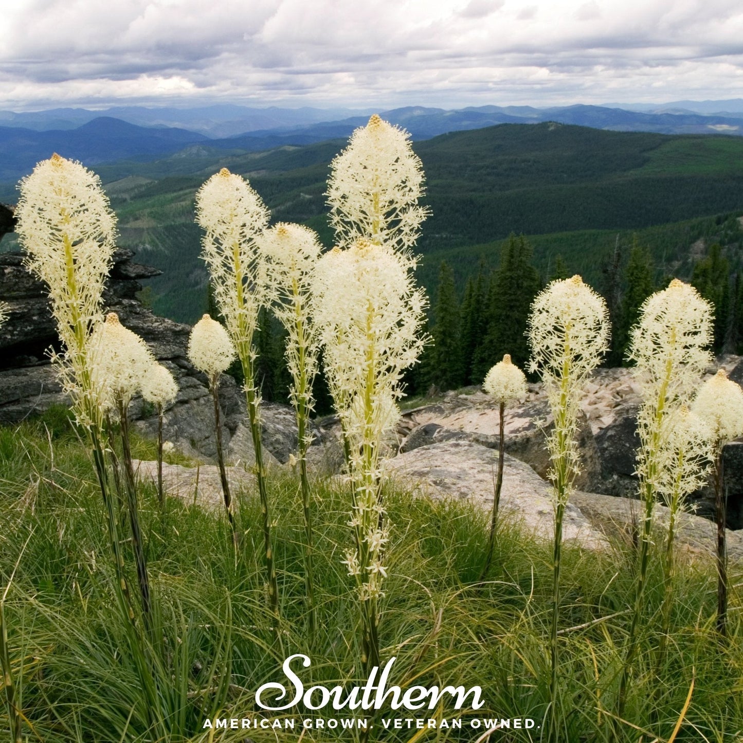 Bear Grass – 50 Seeds