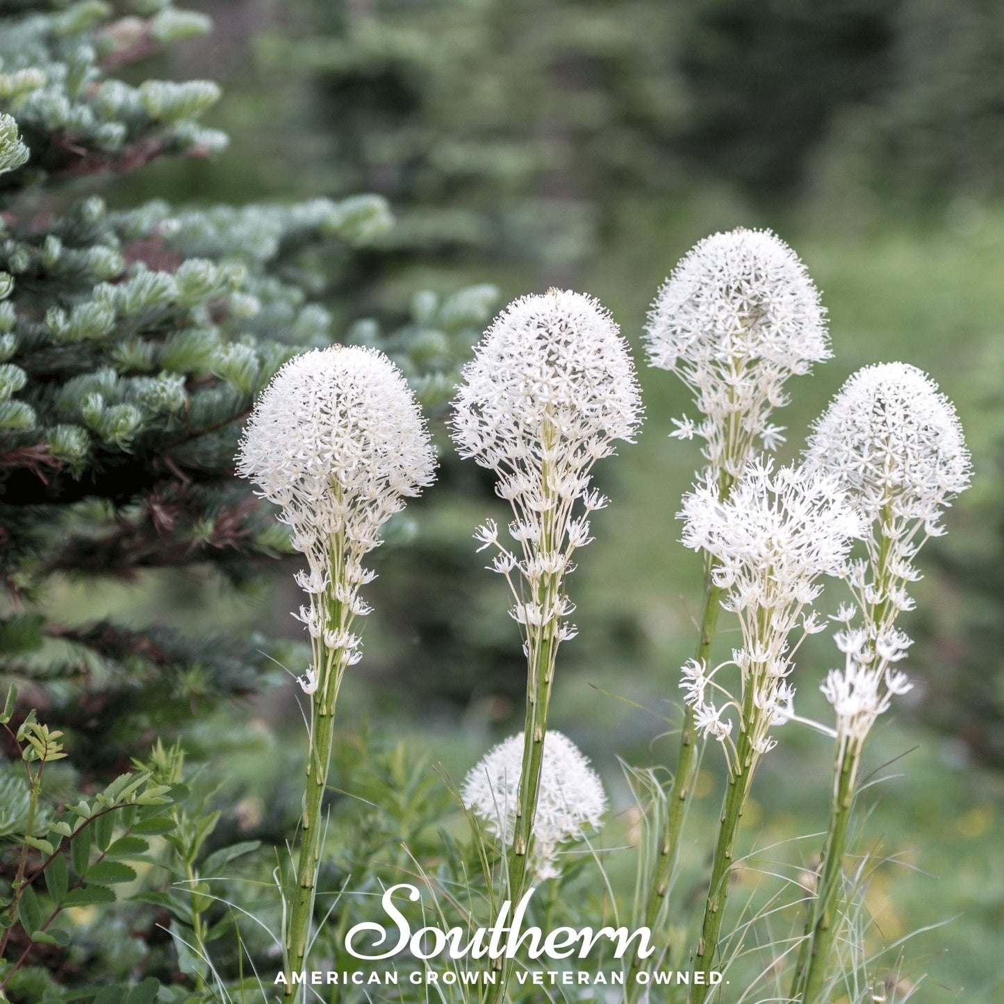 Bear Grass – 50 Seeds