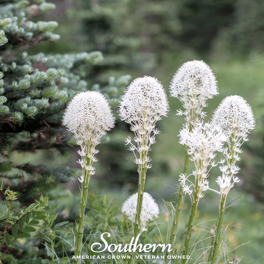 Bear Grass – 50 Seeds
