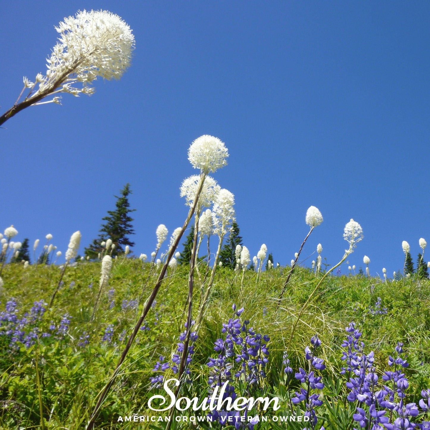 Bear Grass – 50 Seeds