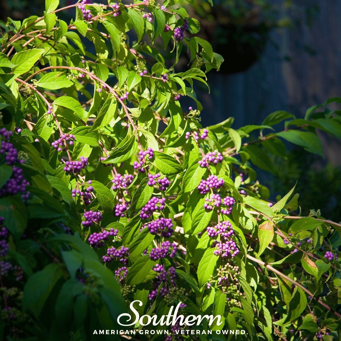 American Beautyberry – 30 Seeds