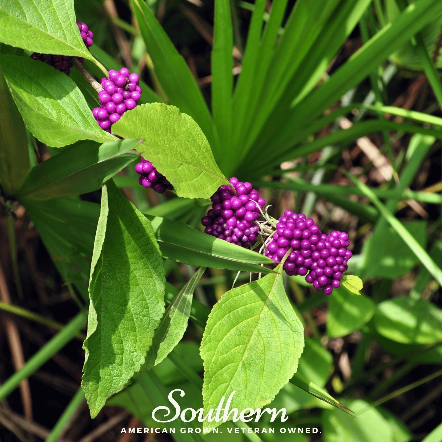 American Beautyberry – 30 Seeds