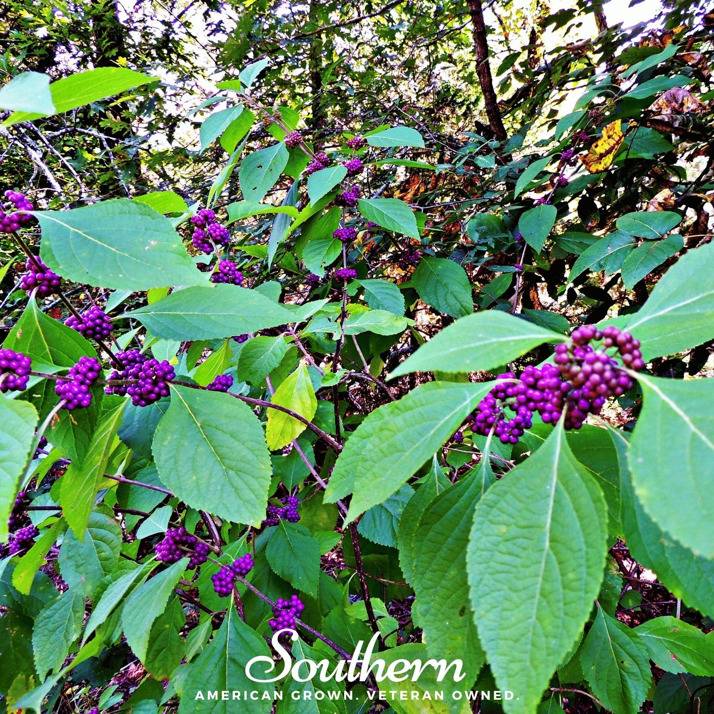 American Beautyberry – 30 Seeds