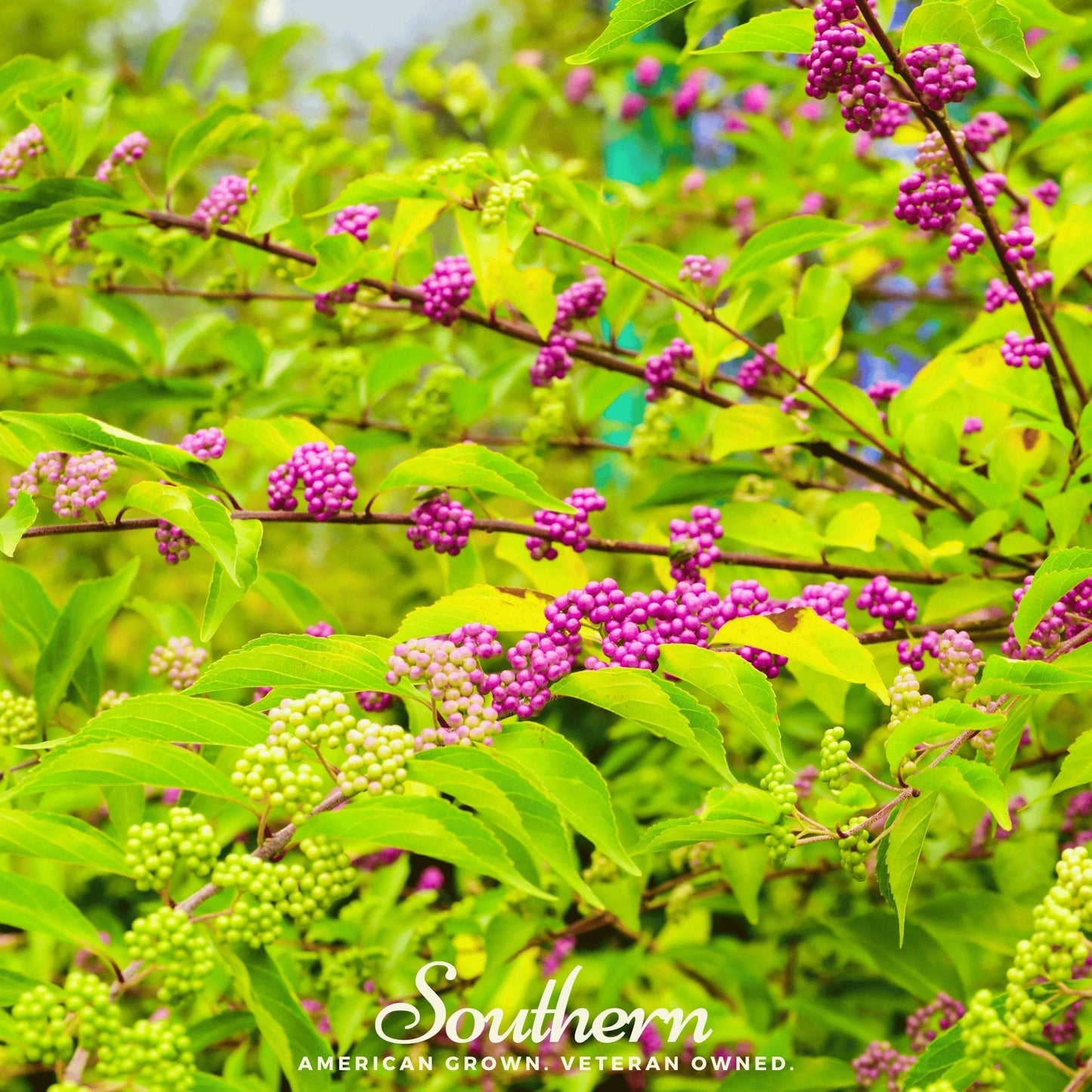 American Beautyberry – 30 Seeds