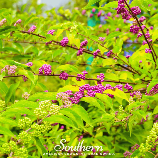 American Beautyberry – 30 Seeds