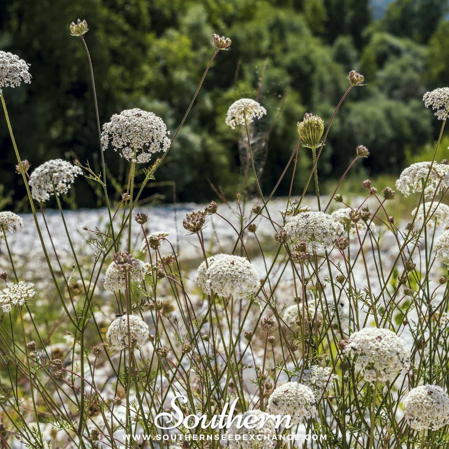 Bishop’s Flower (Wild Carrot) – 500 Seeds
