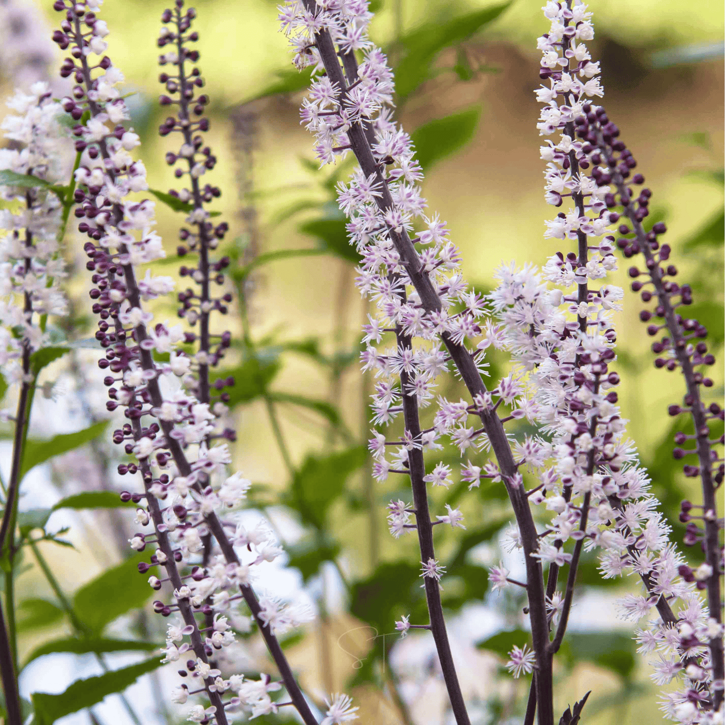 Black Cohosh (Bugbane) – 25 Seeds