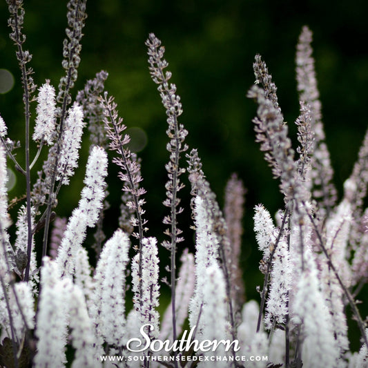 Black Cohosh (Bugbane) – 25 Seeds