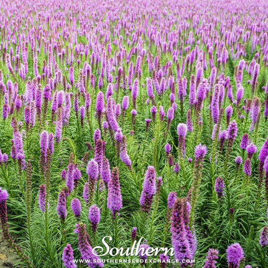 Marsh Blazing Star – 150 Seeds