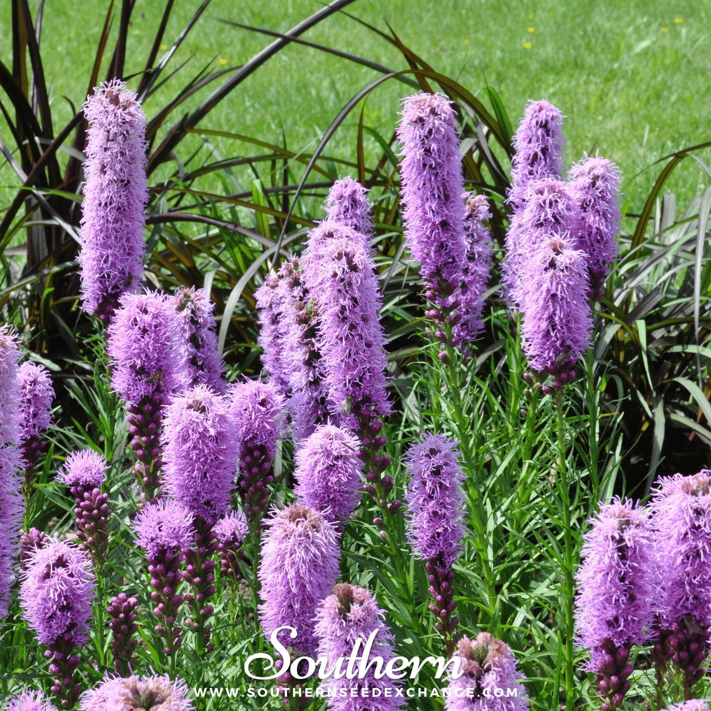 Marsh Blazing Star – 150 Seeds