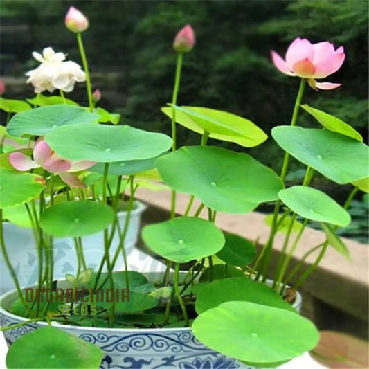 Mixed Bowl Lotus Seeds for Planting Perfect for Water Gardens