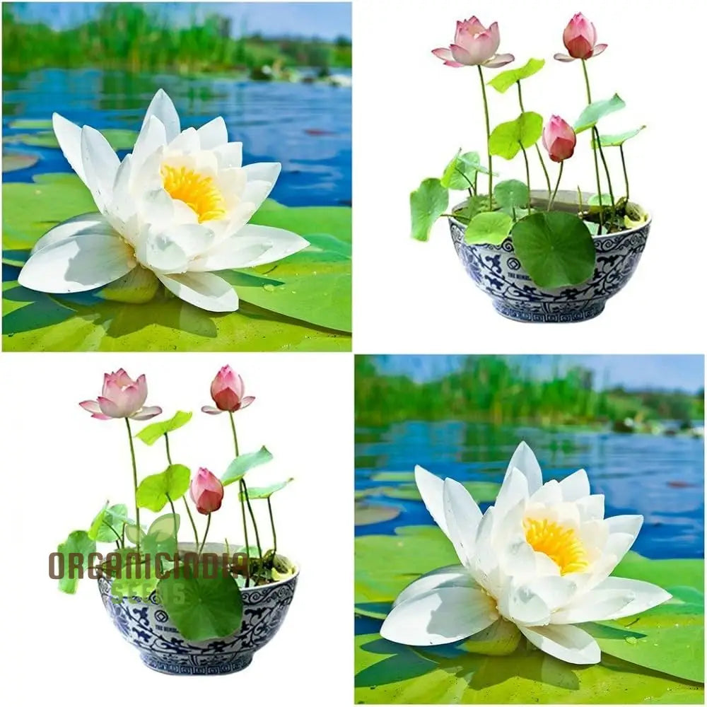 Mixed Bowl Lotus Seeds for Planting Perfect for Water Gardens
