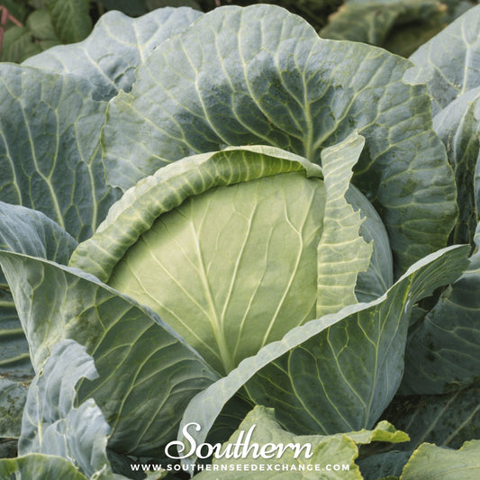 Brunswick Cabbage – 200 Seeds