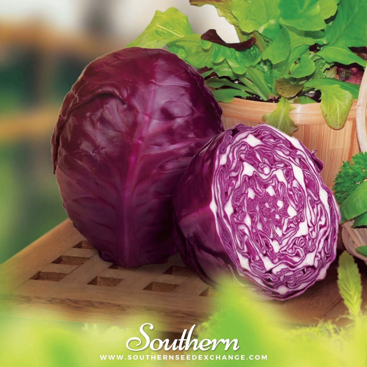 Red Acre Cabbage – 200 Seeds