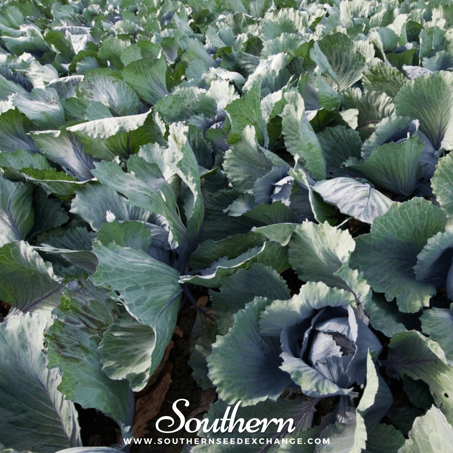 Red Acre Cabbage – 200 Seeds