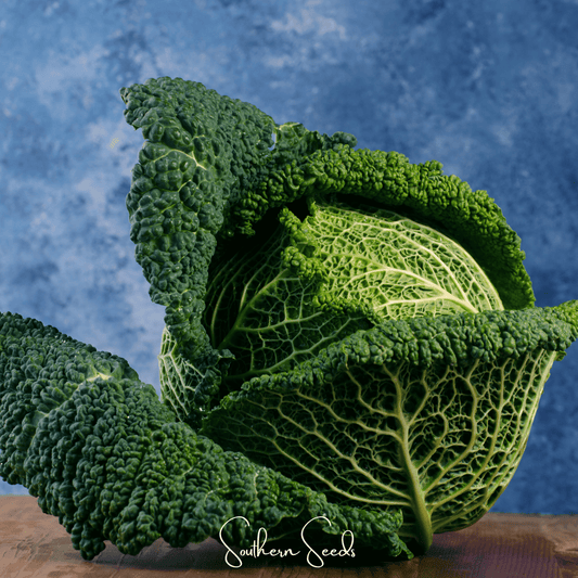 Savoy Cabbage – 100 Seeds