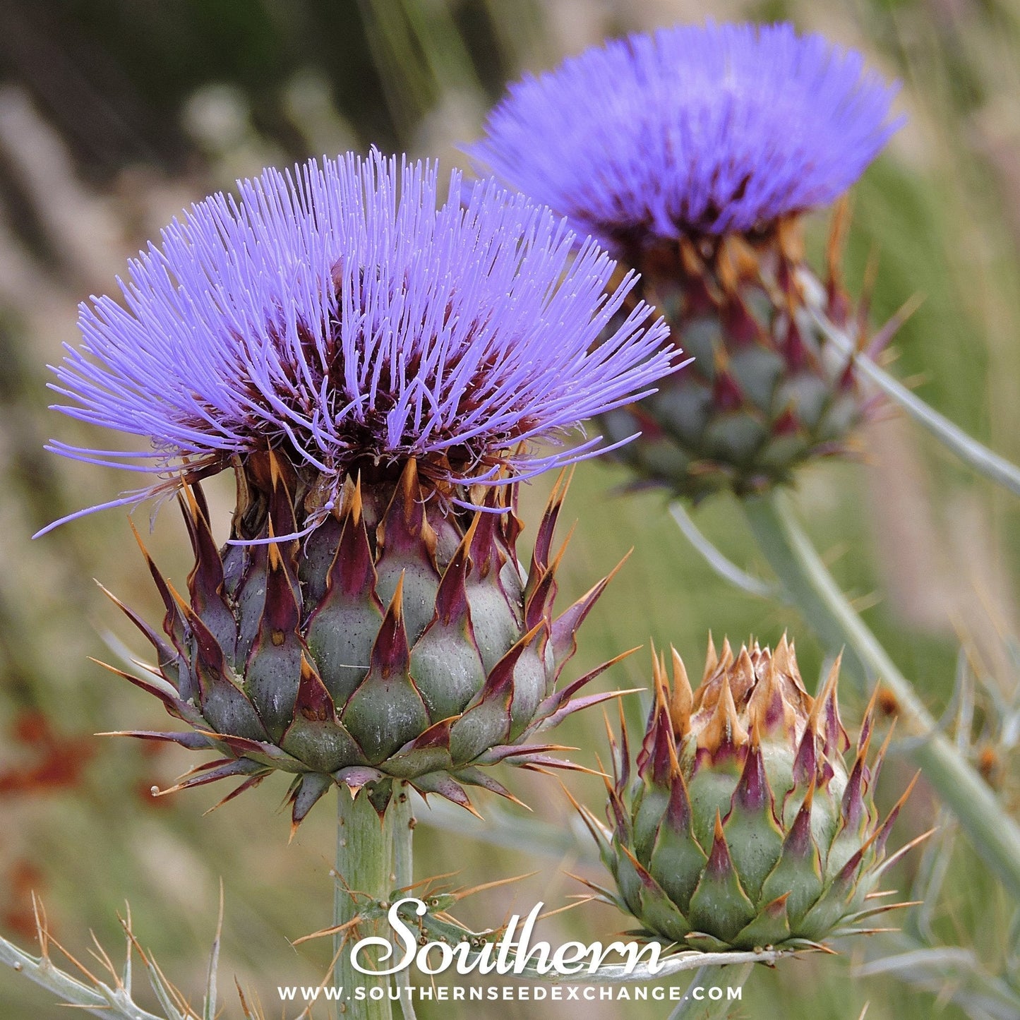 Cardoon – 25 Seeds