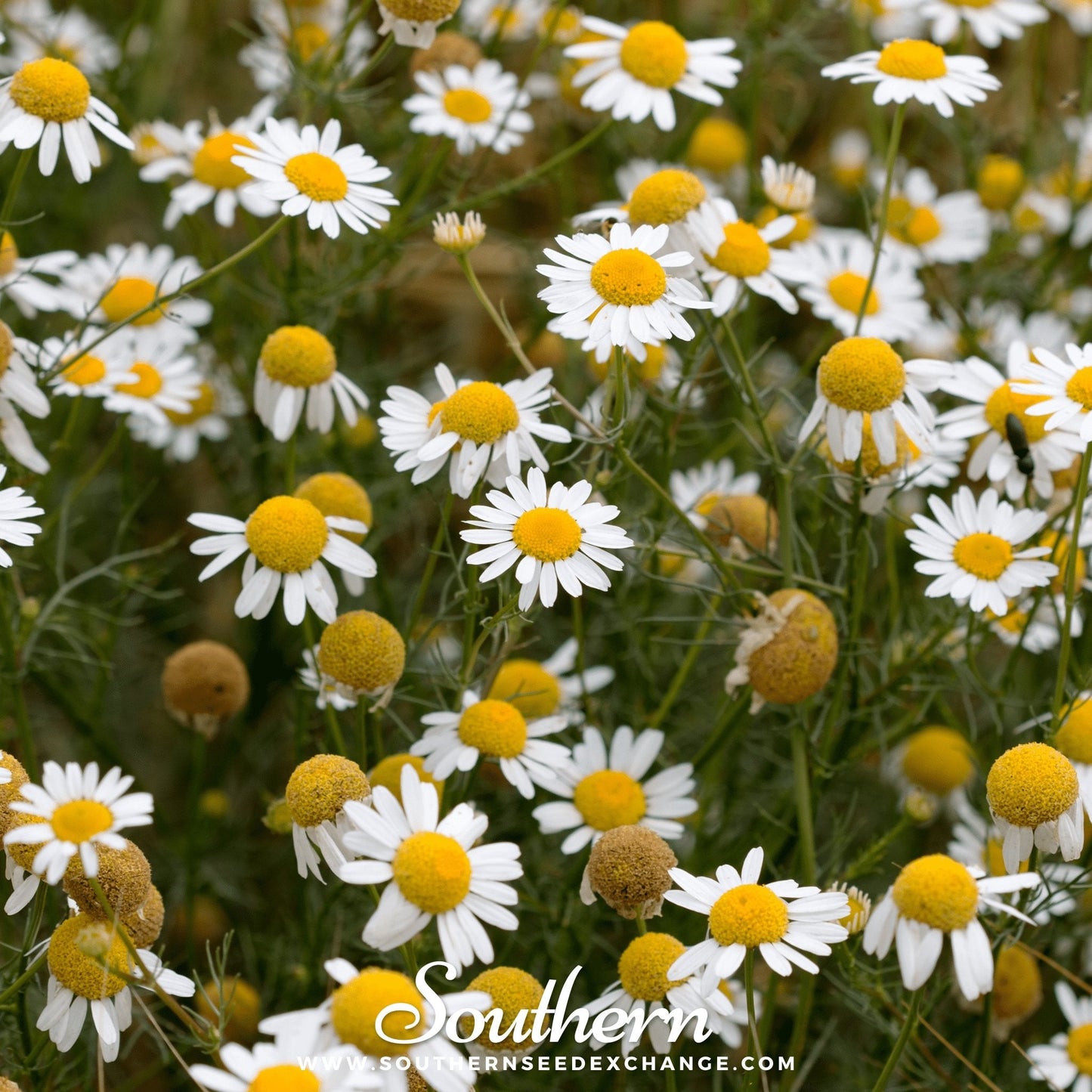 German Chamomile – 200 Seeds