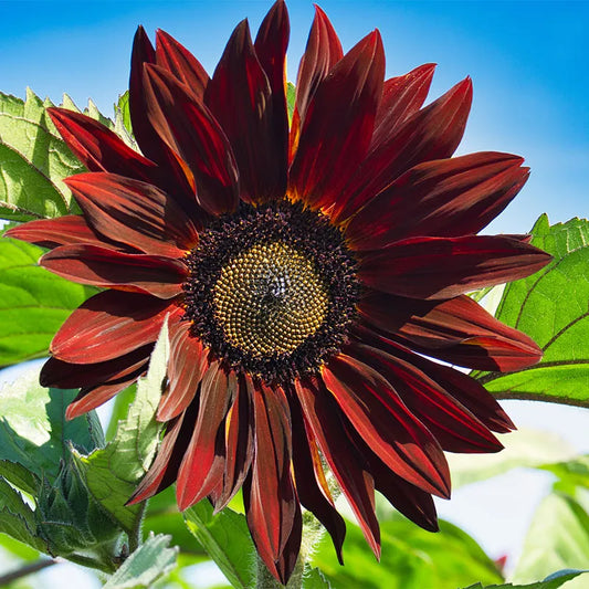 Chocolate Cherry Sunflower Seeds – Rich Burgundy Blooms for Gardens & Bouquets