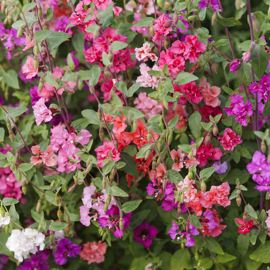 Clarkia elegans Flower Seeds for Planting – Heirloom & Non-GMO Graceful Annual Blooms for Borders, Beds, and Cottage Gardens