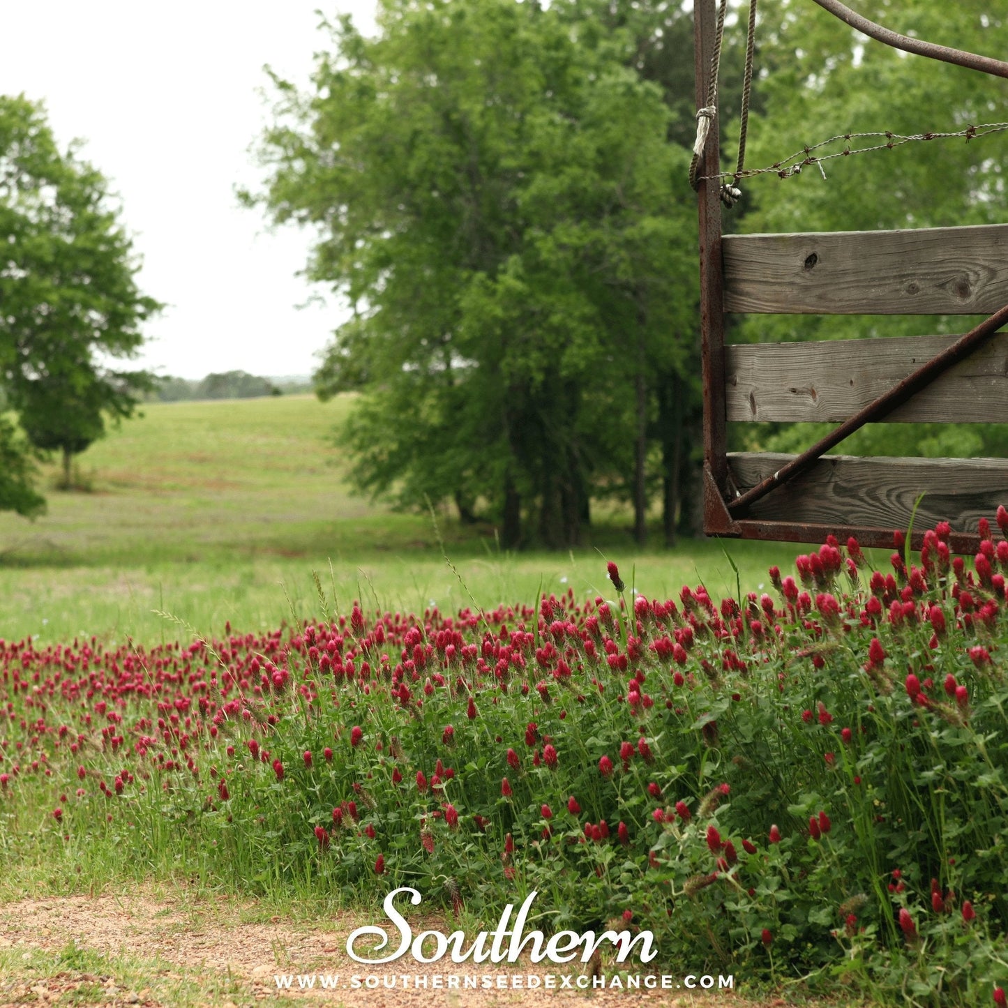 Crimson “Dixie” Clover – 1,000 Seeds