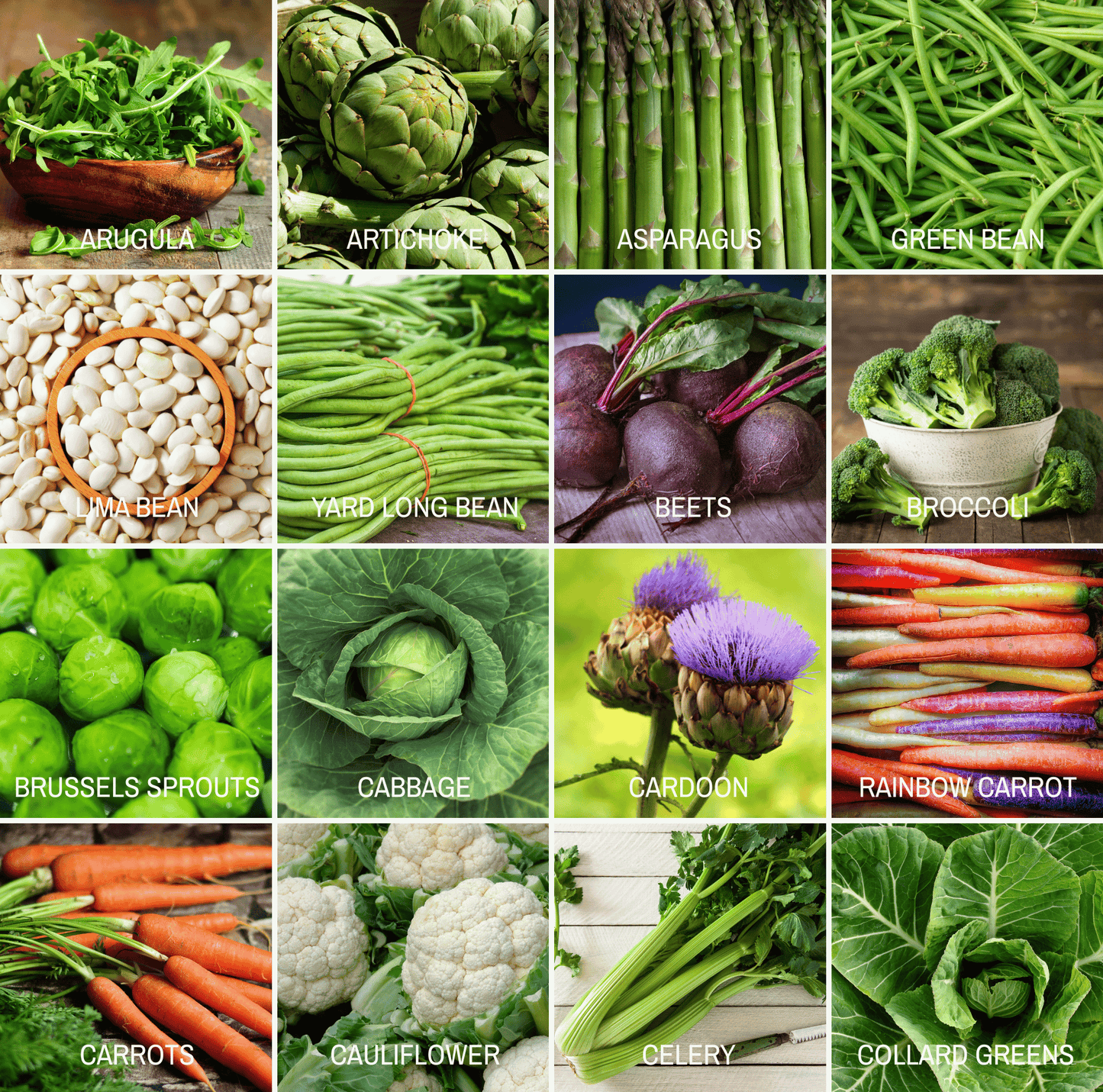 Community Garden Survival Seed Vault – 120 Seed Varieties