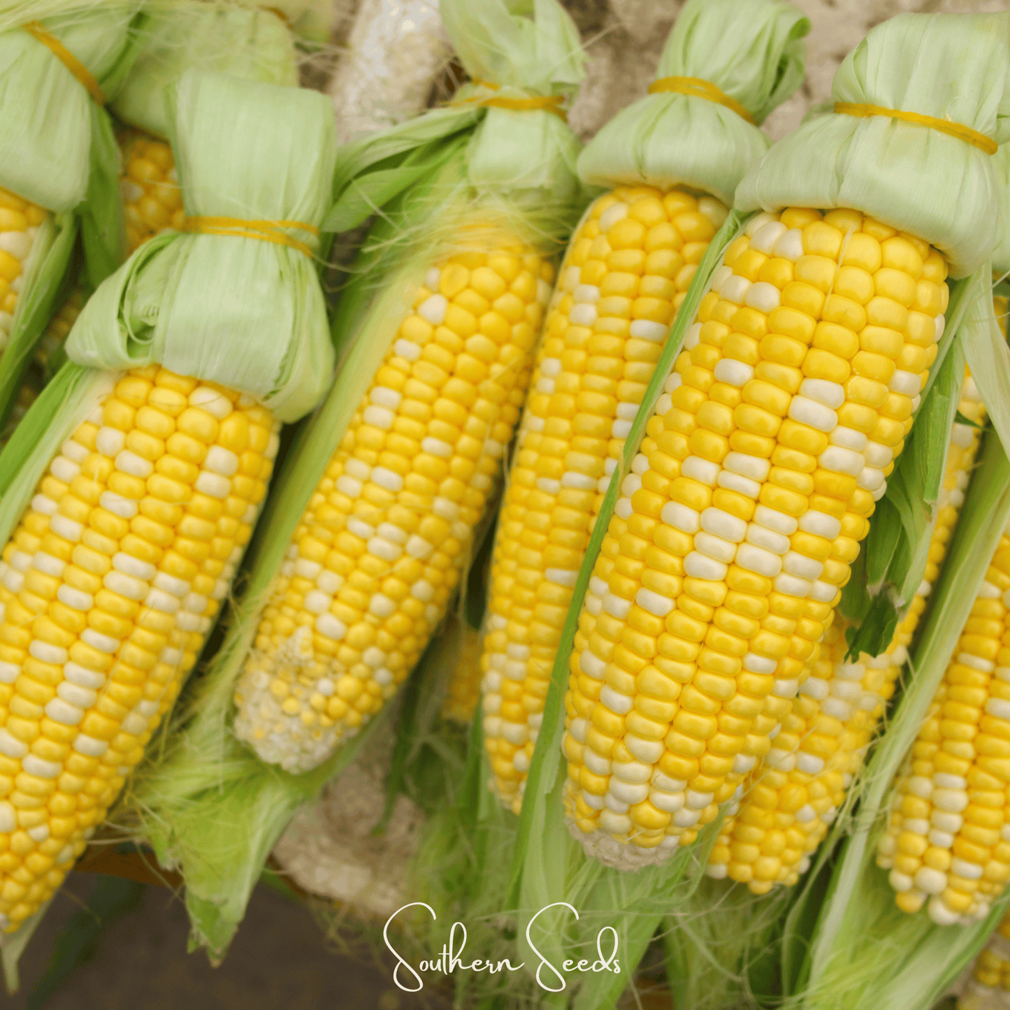 Ambrosia Corn – 30 Seeds