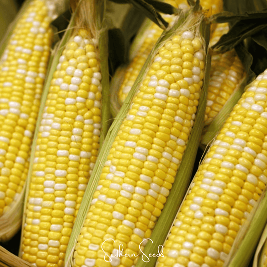 Ambrosia Corn – 30 Seeds