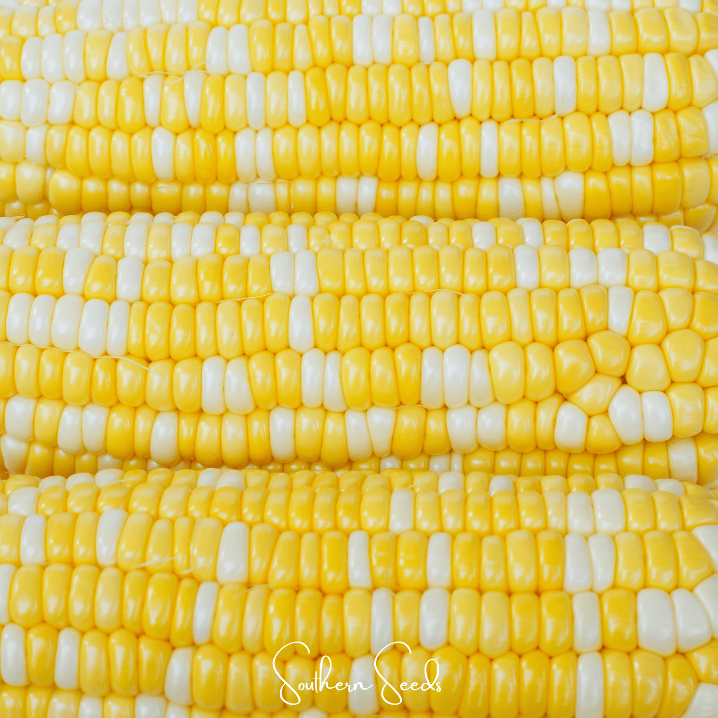 Ambrosia Corn – 30 Seeds