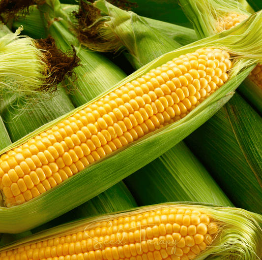Kandy Korn Corn – 60 Seeds