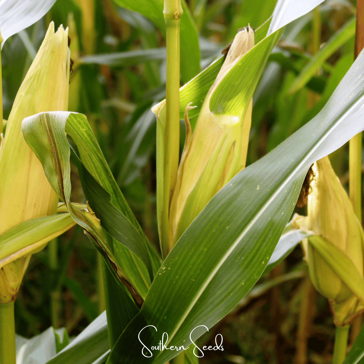 Kandy Korn Corn – 60 Seeds