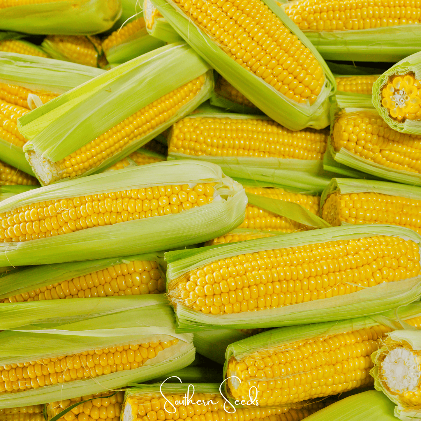 Kandy Korn Corn – 60 Seeds