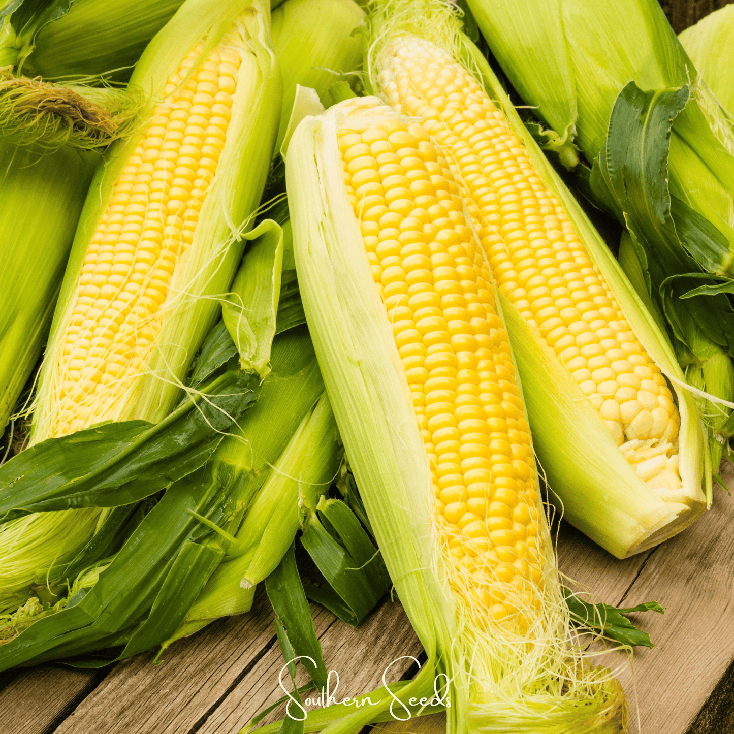 Kandy Korn Corn – 60 Seeds