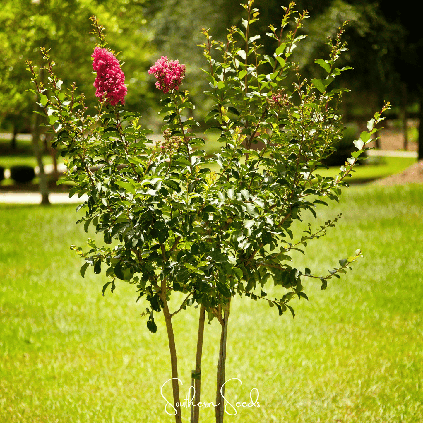 Crape Myrtle – 50 Seeds