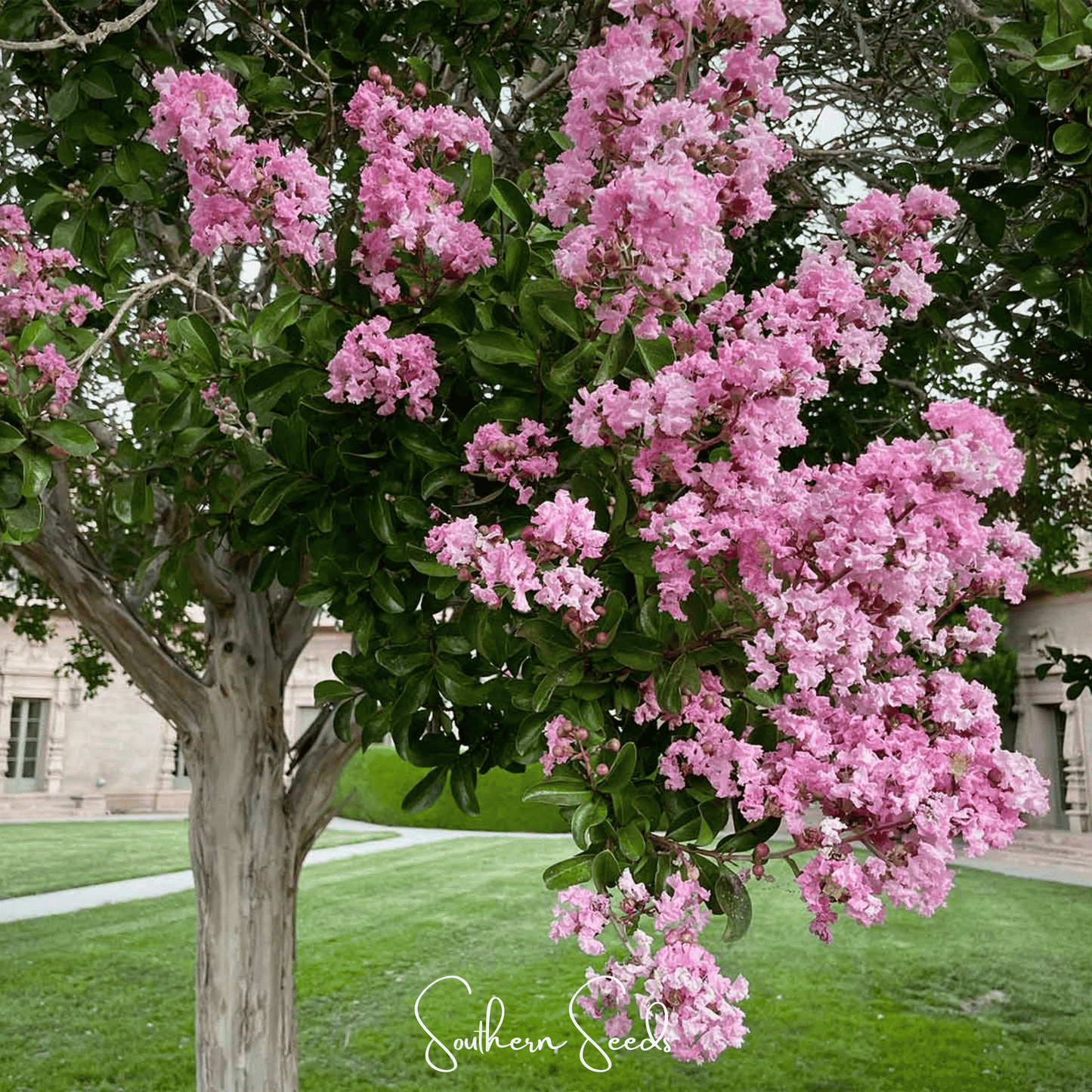Crape Myrtle – 50 Seeds