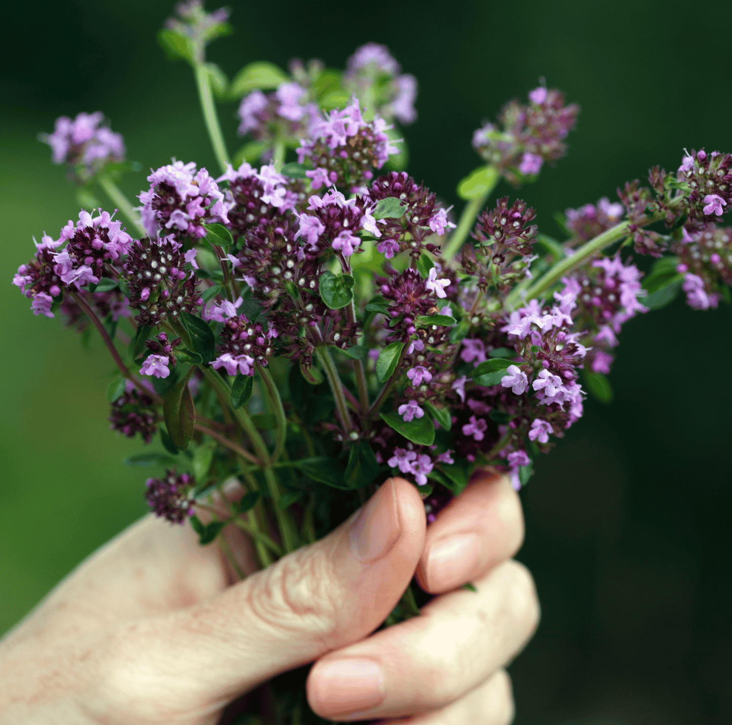 Creeping Thyme – 250 Seeds