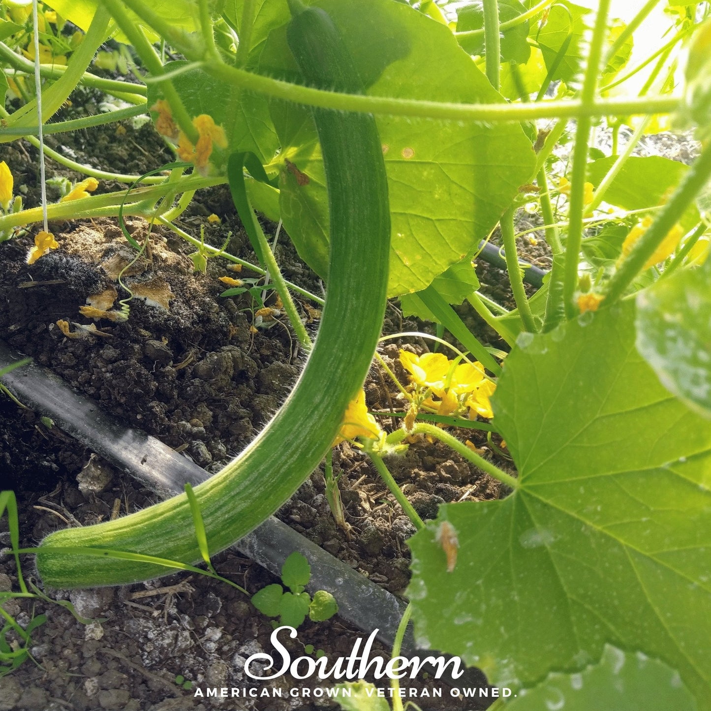 Armenian Yard-Long Cucumber – 30 Seeds