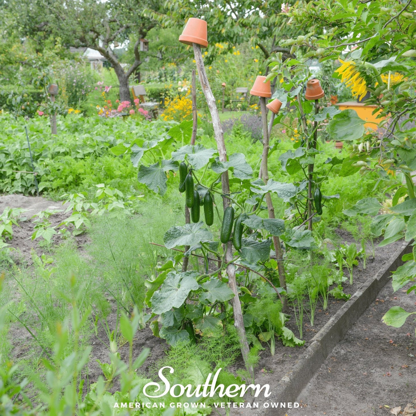 Ashley Cucumber – 30 Seeds